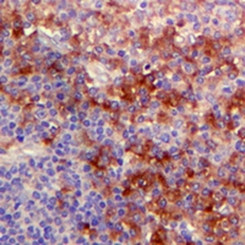 CD14 Rabbit Monoclonal Antibody