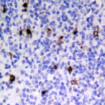 CD90 Rabbit Monoclonal Antibody