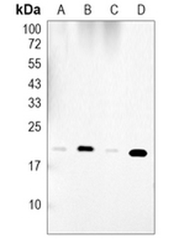 IL-10 Rabbit Monoclonal Antibody