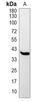 MCL1 Rabbit Monoclonal Antibody