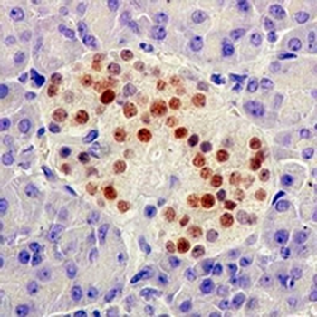 NKX2.2 Rabbit Monoclonal Antibody