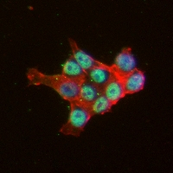 NKX2.2 Rabbit Monoclonal Antibody