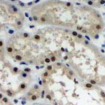 c-Maf Rabbit Monoclonal Antibody