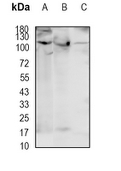 SART1 Rabbit Monoclonal Antibody