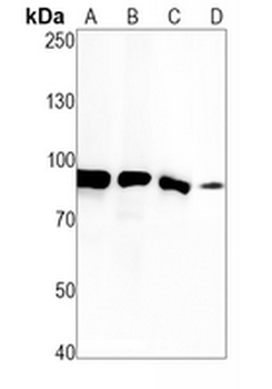 TAB3 Rabbit Monoclonal Antibody