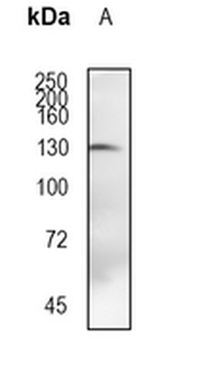 NCOAT Rabbit Monoclonal Antibody