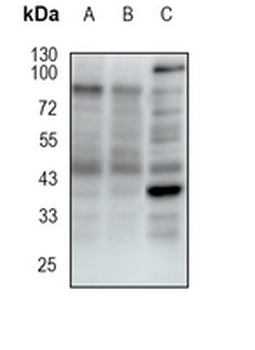 Napsin A Rabbit Monoclonal Antibody