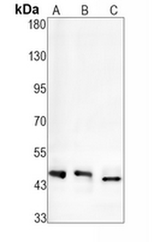 RCC1 Rabbit Monoclonal Antibody