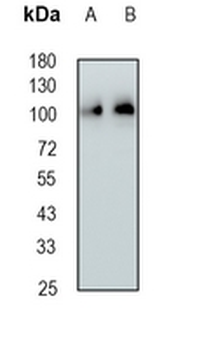 CAF-I p150 Rabbit Monoclonal Antibody