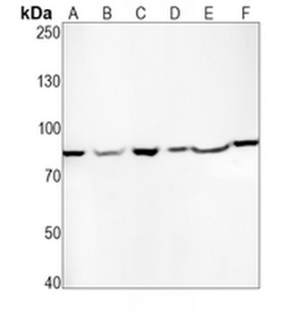 PAF1 Rabbit Monoclonal Antibody
