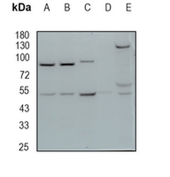 FOXL2 Rabbit Monoclonal Antibody