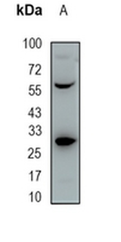 CDX1 Rabbit Monoclonal Antibody