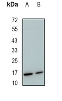 GRIM19 Rabbit Monoclonal Antibody