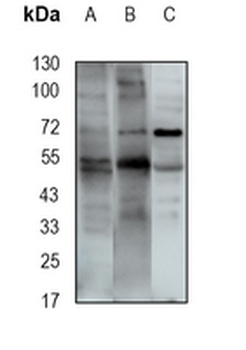 TMPase Rabbit Monoclonal Antibody