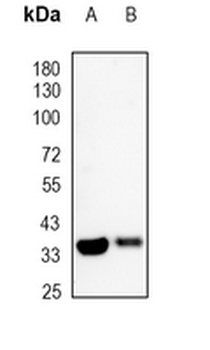 P2Y6 Rabbit Monoclonal Antibody