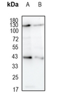 FIH-1 Rabbit Monoclonal Antibody