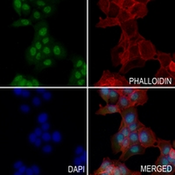 FIH-1 Rabbit Monoclonal Antibody