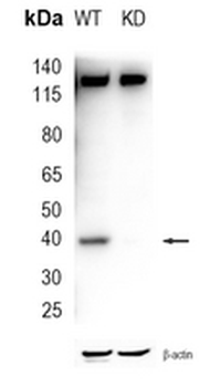 FIH-1 Rabbit Monoclonal Antibody
