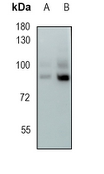 Cullin 4A Rabbit Monoclonal Antibody