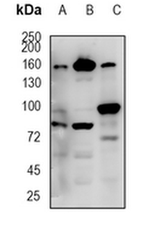 NCOA1 Rabbit Monoclonal Antibody