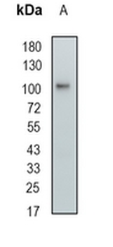 KA1 Rabbit Monoclonal Antibody