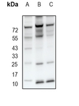 VAMP3 Rabbit Monoclonal Antibody