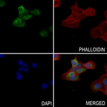 VAMP3 Rabbit Monoclonal Antibody