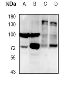 PKC theta Rabbit Monoclonal Antibody