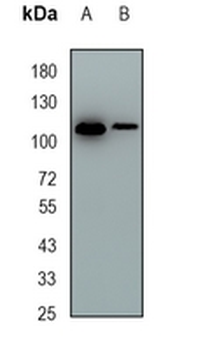 HLTF Rabbit Monoclonal Antibody