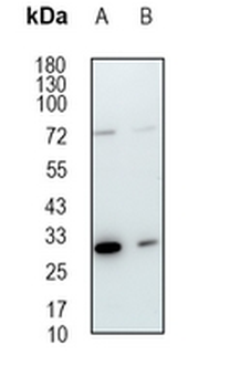 Geminin Rabbit Monoclonal Antibody