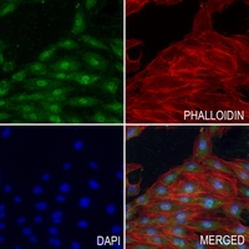 Geminin Rabbit Monoclonal Antibody