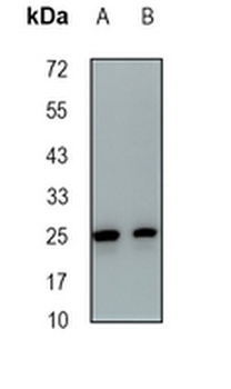 POD-1 Rabbit Monoclonal Antibody