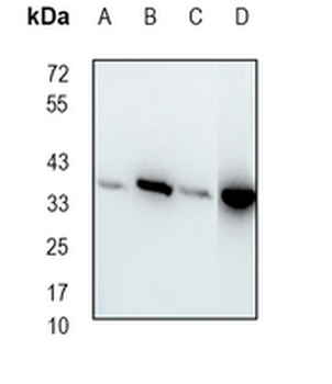 CapG Rabbit Monoclonal Antibody
