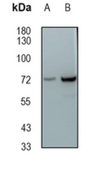 SAMHD1 Rabbit Monoclonal Antibody