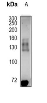 DNA Ligase 1 Rabbit Monoclonal Antibody