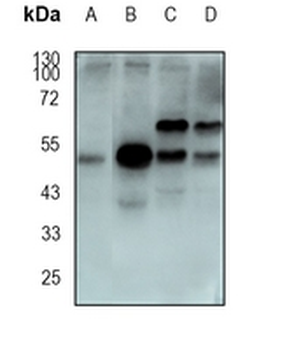GRASP65 Rabbit Monoclonal Antibody
