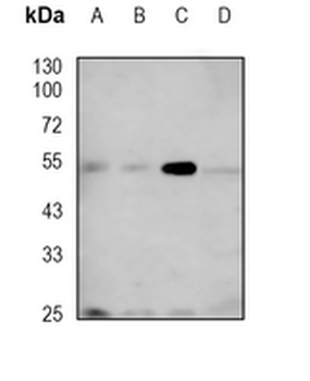KLF10 Rabbit Monoclonal Antibody