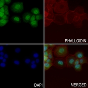 MEIS2 Rabbit Monoclonal Antibody