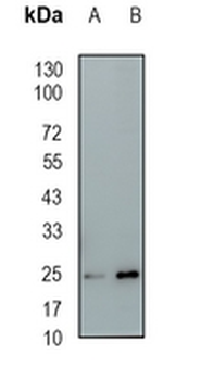 BMF Rabbit Monoclonal Antibody