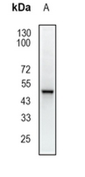 GABRB1 Rabbit Monoclonal Antibody