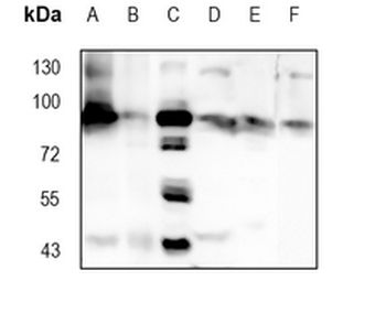 CDC46 Rabbit Monoclonal Antibody