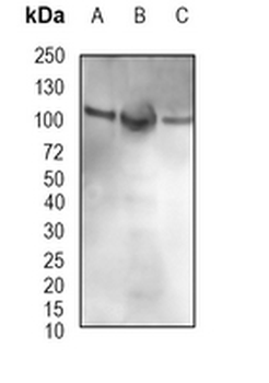 DNA Ligase 4 Rabbit Monoclonal Antibody