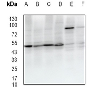 Pr-Set7 Rabbit Monoclonal Antibody