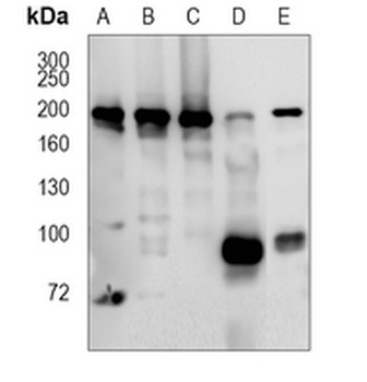 IQGAP1 Rabbit Monoclonal Antibody
