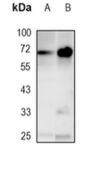 c-Rel Rabbit Monoclonal Antibody