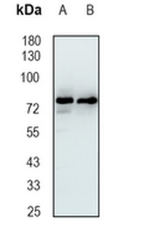 RAP80 Rabbit Monoclonal Antibody