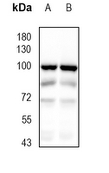 Dynamin 1 Rabbit Monoclonal Antibody