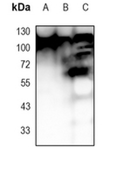 EG5 Rabbit Monoclonal Antibody