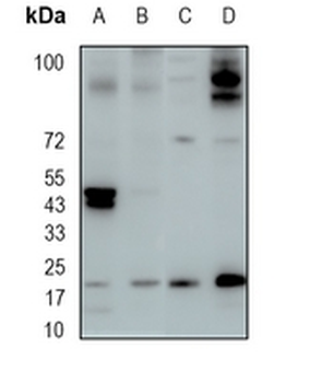 HP1 gamma Rabbit Monoclonal Antibody