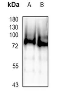 DNAI1 Rabbit Monoclonal Antibody